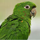 Conure pavouane
