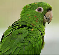 White-eyed Parakeet