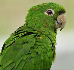 Conure pavouane