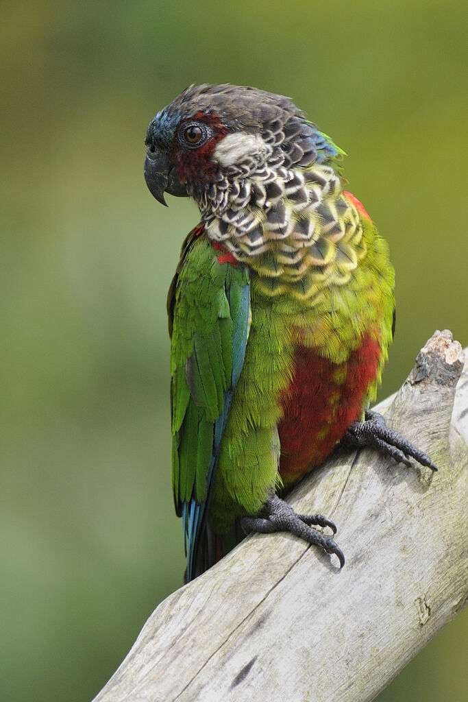 Conure versicolore