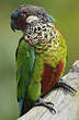 Conure versicolore