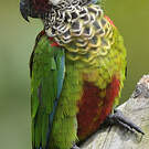 Conure versicolore