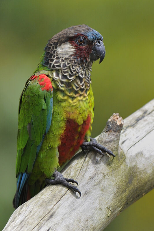 Conure versicoloreadulte