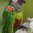 Conure versicolore
