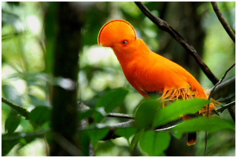 Guianan Cock-of-the-rock male adult