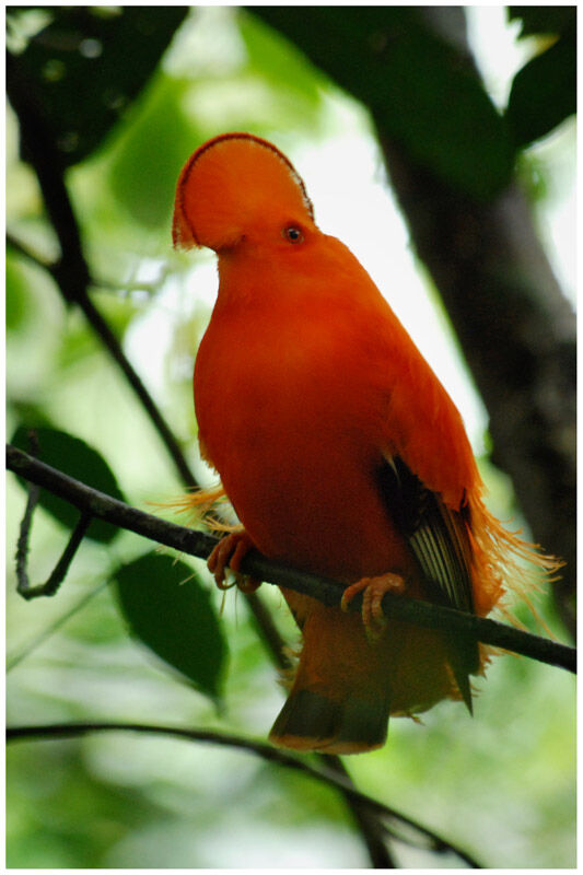 Guianan Cock-of-the-rock male adult