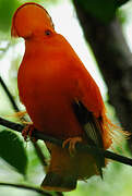 Guianan Cock-of-the-rock