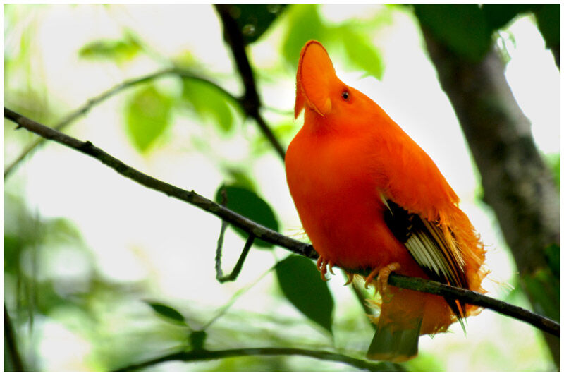 Coq-de-roche orange mâle adulte