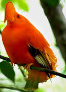 Guianan Cock-of-the-rock