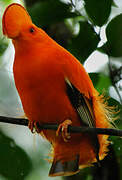 Guianan Cock-of-the-rock