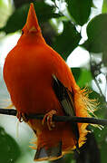 Guianan Cock-of-the-rock