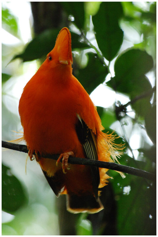 Coq-de-roche orange mâle adulte