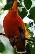 Guianan Cock-of-the-rock