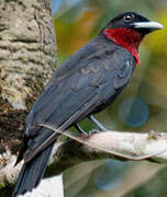 Purple-throated Fruitcrow