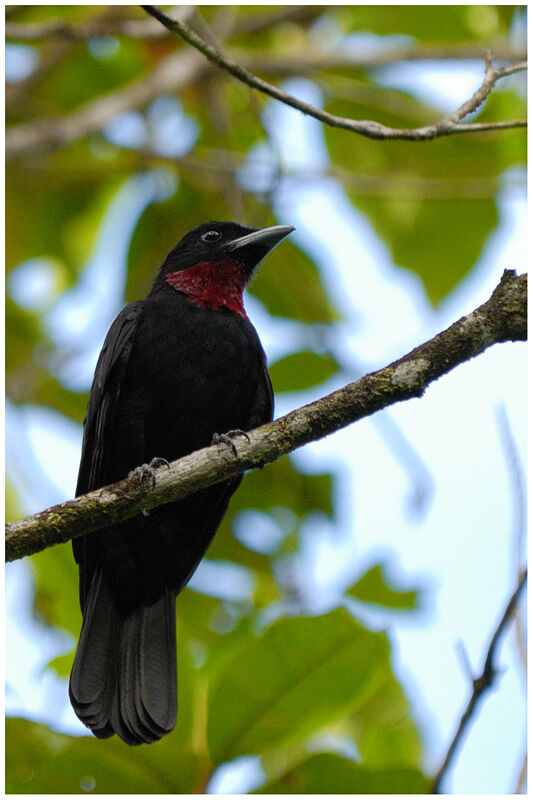 Purple-throated Fruitcrowadult