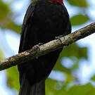 Coracine noire