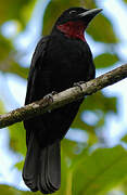 Purple-throated Fruitcrow