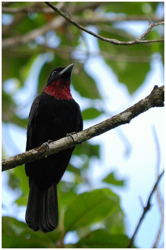 Purple-throated Fruitcrowadult