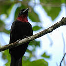 Coracine noire