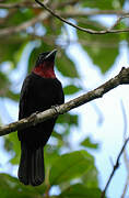 Purple-throated Fruitcrow