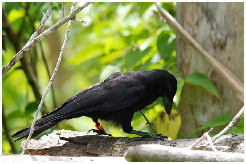 Corbeau calédonienadulte