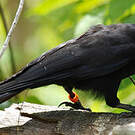 Corbeau calédonien