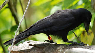 New Caledonian Crow