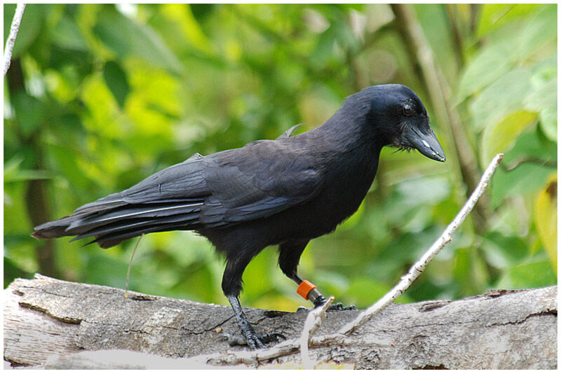 Corbeau calédonienadulte