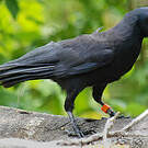 Corbeau calédonien