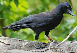 New Caledonian Crow