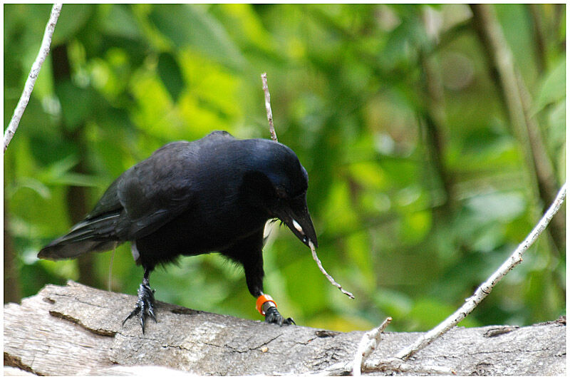 Corbeau calédonienadulte