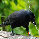 Corbeau calédonien