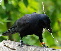 New Caledonian Crow