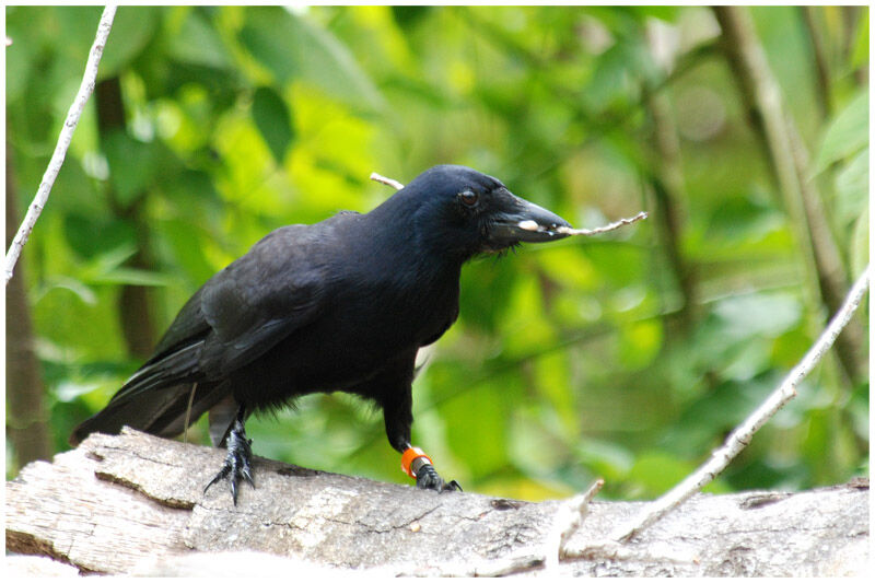 Corbeau calédonien