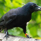 Corbeau calédonien