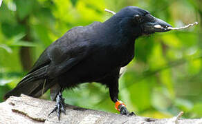 New Caledonian Crow