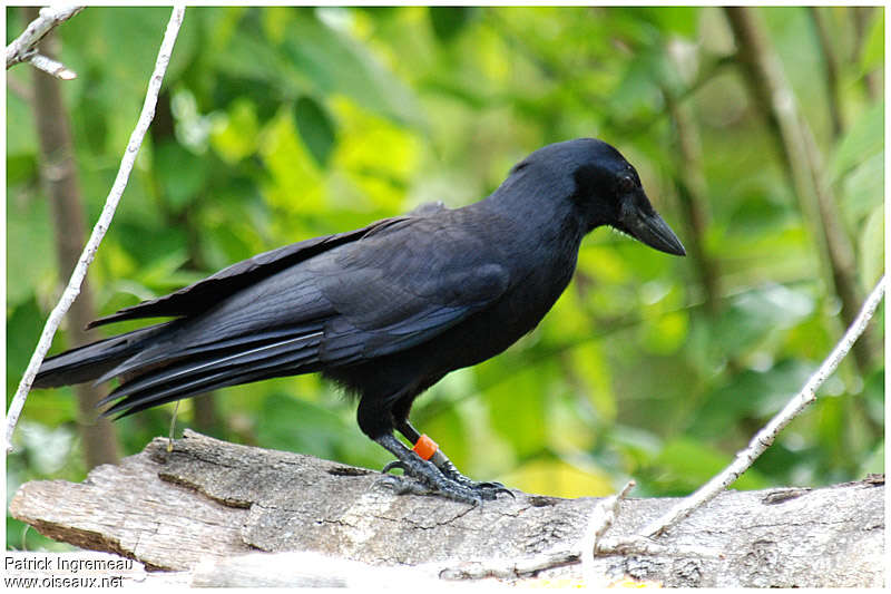 New Caledonian Crowadult, identification