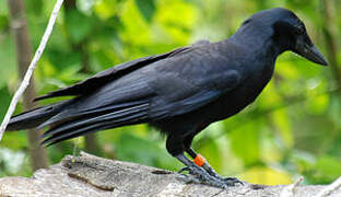 New Caledonian Crow