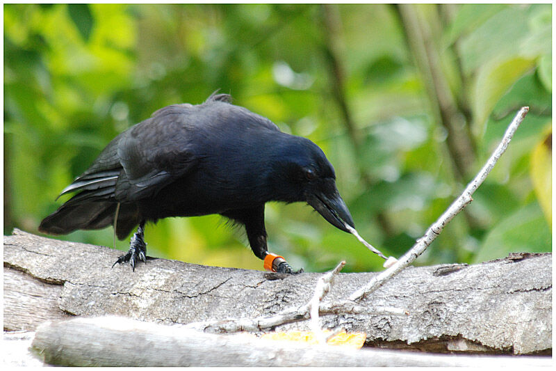 Corbeau calédonienadulte