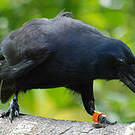 Corbeau calédonien