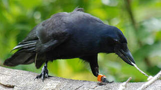 New Caledonian Crow