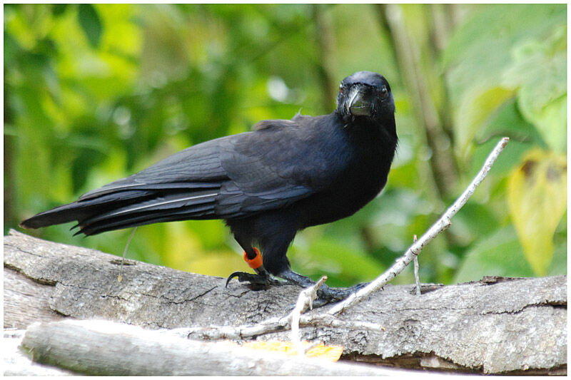 Corbeau calédonien