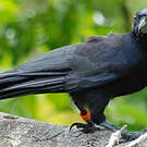 Corbeau calédonien