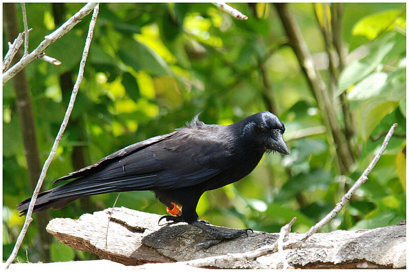 Corbeau calédonienadulte