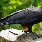 Corbeau calédonien