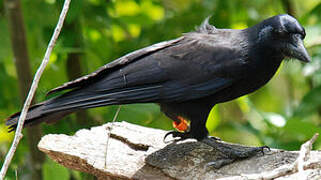 New Caledonian Crow