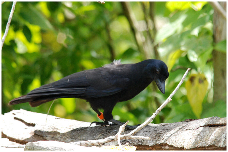 Corbeau calédonienadulte