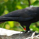 Corbeau calédonien