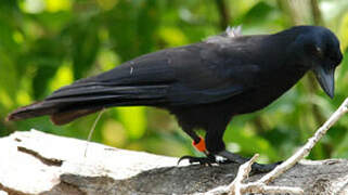 New Caledonian Crow