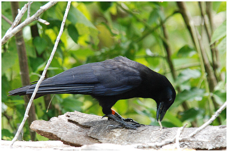 Corbeau calédonienadulte